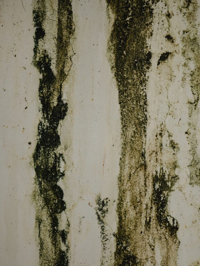 Teto manchado e com mofo: descubra como eliminar infiltrações, recuperar a pintura e evitar novas manchas