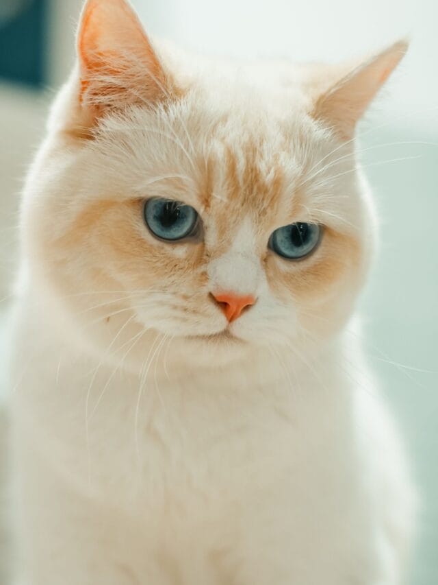 Doença renal em gatos: cientista japonês cria tratamento que pode dobrar a expectativa de vida