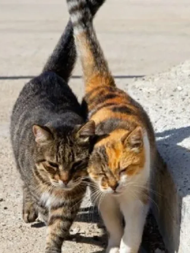 Ilha paradisíaca oferece estadia gratuita e café da manhã para quem cuidar de gatos de rua