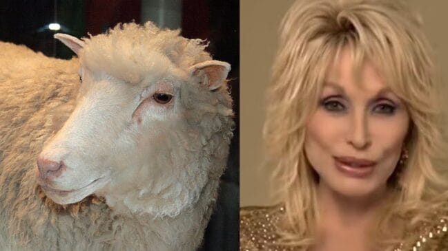 Dolly Parton e a ovelha batizada com seu nome