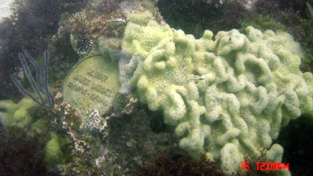 Exemplo de memorial do Eternal Reef, assim como o de John Grayson Rogers (Foto: Divulgação / Eternal Reefs)
