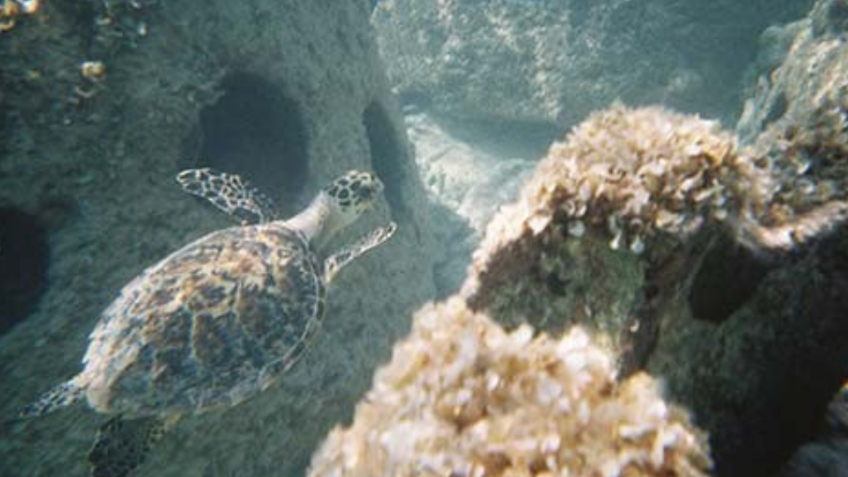 A estrutura é levada para locais autorizados no fundo do mar. Suas cavidades criam abrigo e superfícies que podem ser colonizadas por organismos como corais e cracas (Foto: Divulgação / Eternal Reefs)