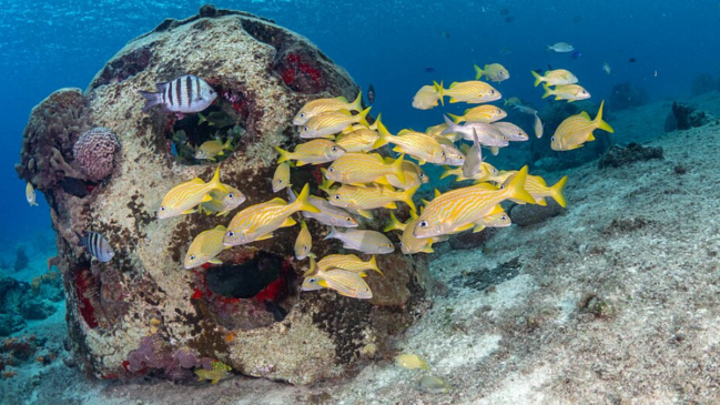 Parte das cinzas de Grayson Rogers foi incorporada a um recife artificial colocado no fundo da Baía de Chesapeake (Foto: Sand Dollar Sports / Wikimedia Commons)