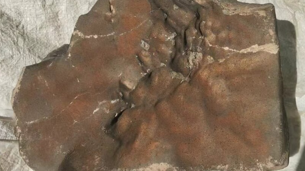 Maior fragmento conhecido de Marte na Terra, o NWA 16788, foi vendido por quase US$ 5,3 milhões em 2025 (Foto: Weibao Hsu / Meteoritical Bulletin Database)