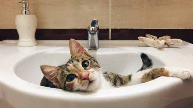gato-banheiro (Foto: zulal kaya/Pexels)