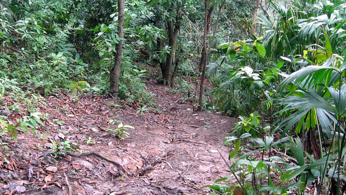A selva do Darién, entre Colômbia e Panamá, foi uma das etapas mais difíceis da travessia de Meegan pelas Américas (Foto: Päivi & Santeri / Wikimedia Commons)