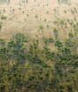 Grande Muralha Verde da África tem plano bilionário para recuperar solos e criar 10 milhões de empregos