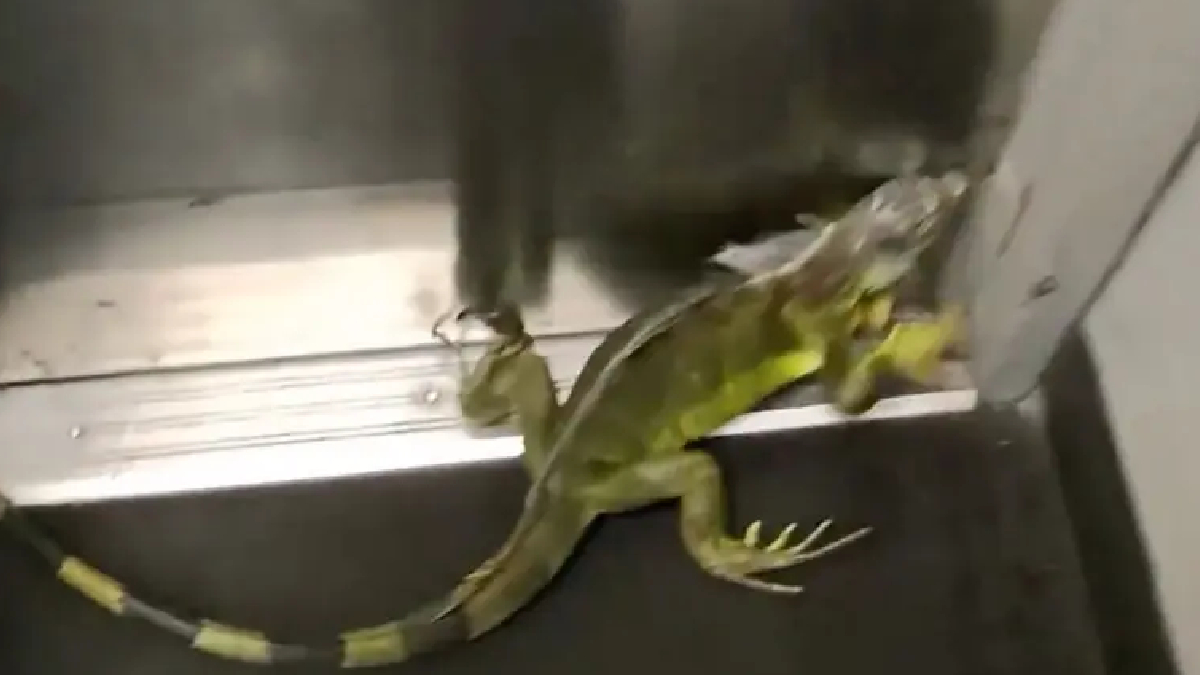 Funcionários acompanharam a abertura da embalagem para verificar se o animal havia chegado em segurança (Reprodução: @chefp_ /Instagram)