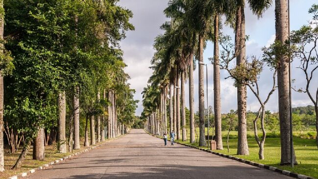 jardim-botanico-sp-wilfredor-wikimedia