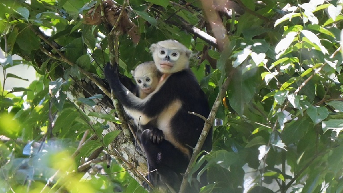 Espécie exclusiva do norte do Vietnã, o macaco-de-nariz-arrebitado-de-tonkin depende da preservação das florestas para sobreviver (Foto: Chu Xuan Canh/ Fauna & Flora)