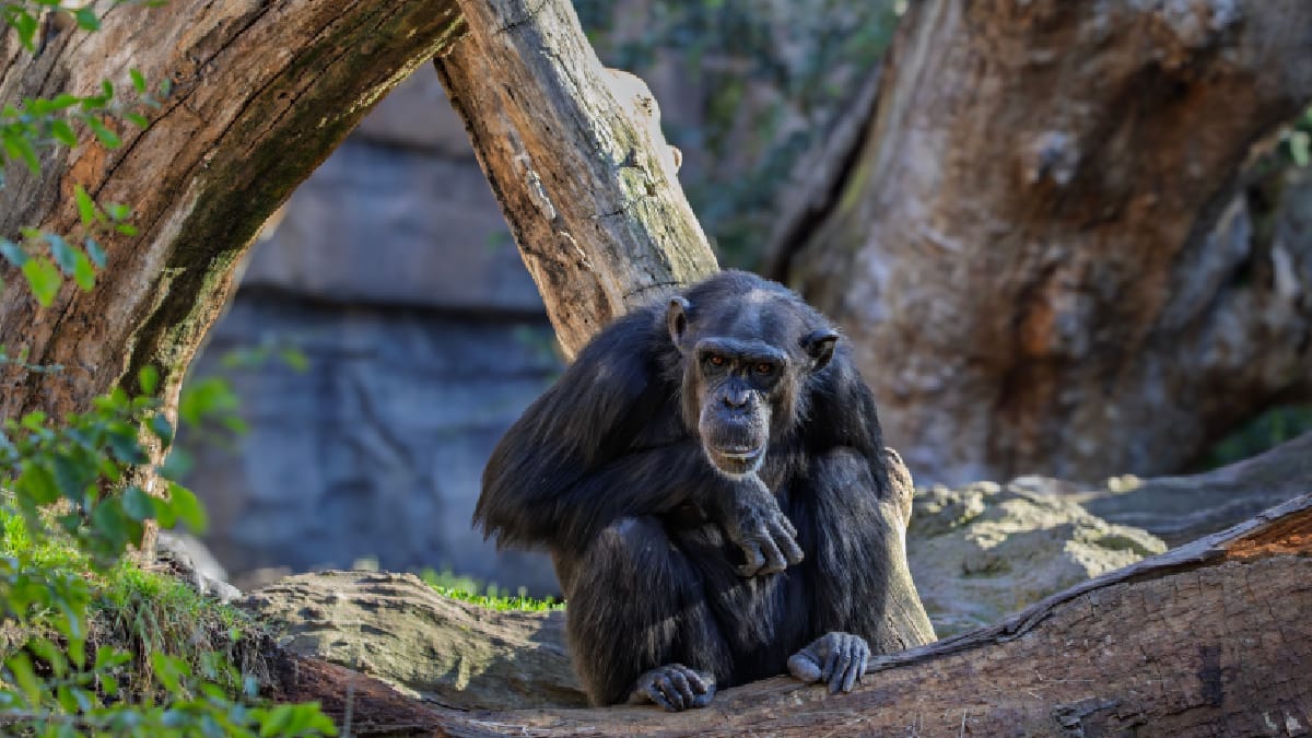 Chimpanzés analisaram cristais de diferentes ângulos, comportamento que intrigou os pesquisadore (Foto: Guerrero De la Luz/ Pexels)
