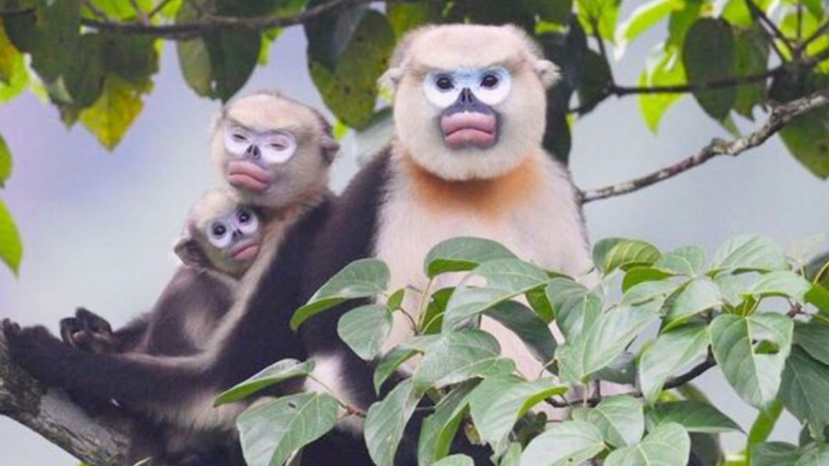A restauração da floresta de Khau Ca deve ampliar a oferta de alimento e abrigo para o macaco-de-nariz-arrebitado-de-tonkin (Foto: Le Khac Quyet/ Fauna & Flora)
