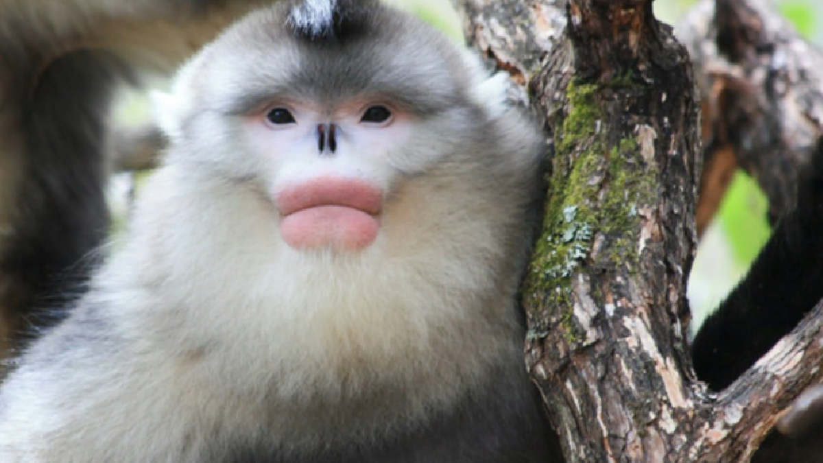 Plantio de 1.500 árvores na floresta de Khau Ca busca recuperar o habitat do raro macaco-de-nariz-arrebitado-de-tonkin (Reprodução: PLANETA MUNDO/ YouTube)