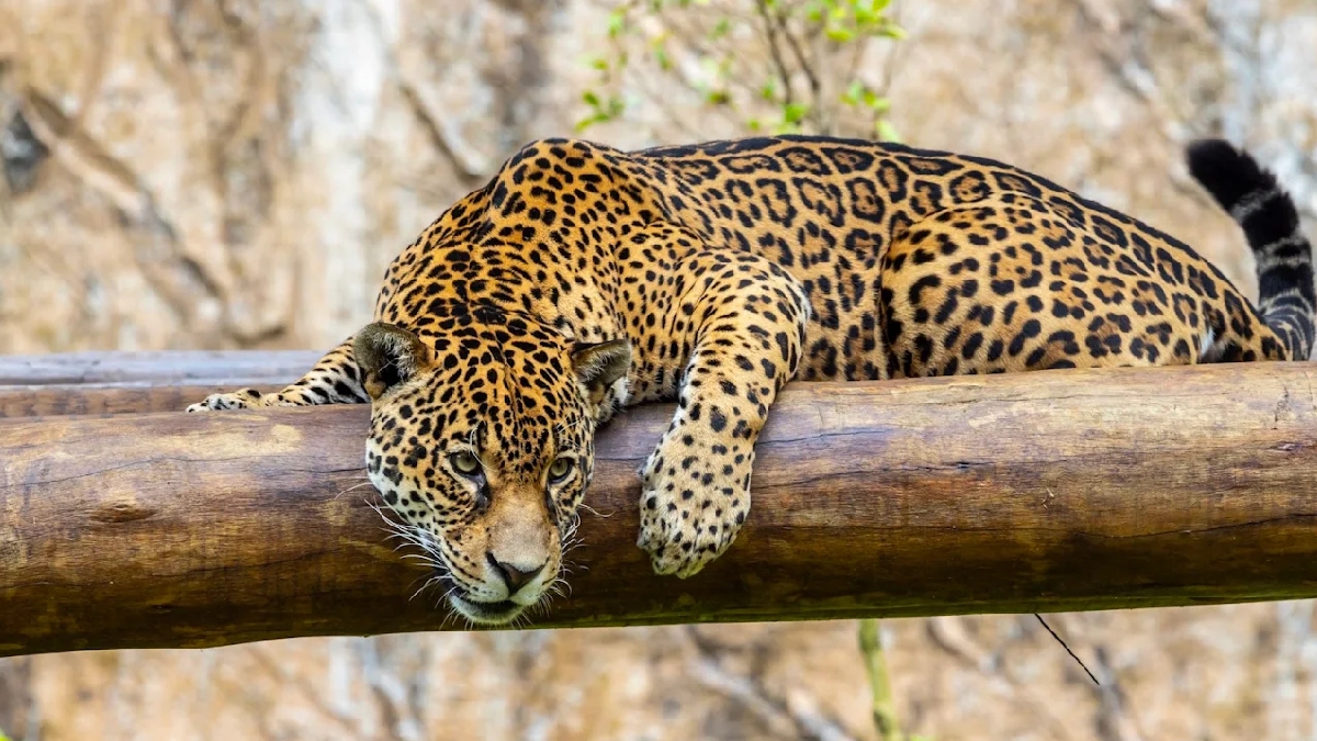Onça no Zoo SP