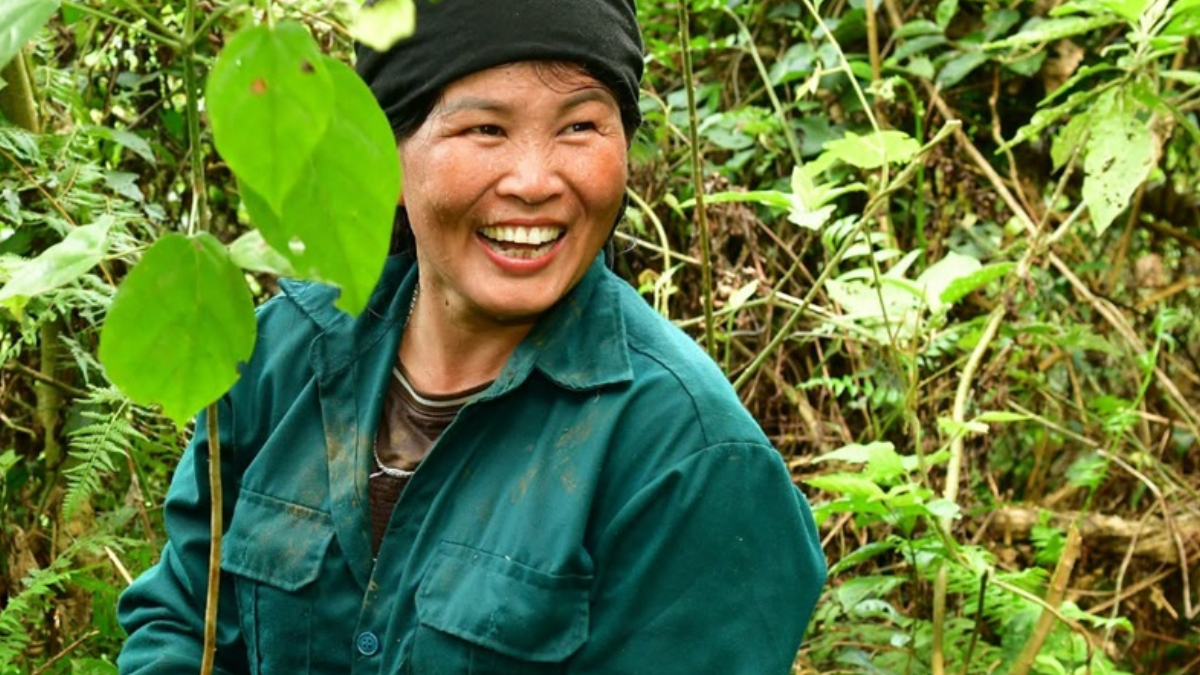 Organizações ambientais apostam no reflorestamento para proteger uma das espécies de primatas mais raras do mundo (Foto: Chu Xuan Canh/ Fauna & Flora)