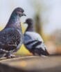 Como espantar pombos de forma natural: métodos seguros para proteger sua saúde e manter a casa limpa