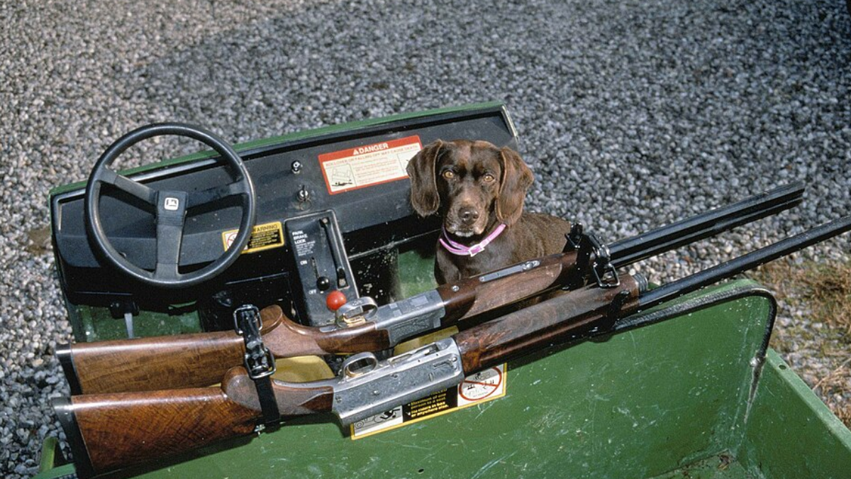 Sete armas legalmente registradas foram encontradas na casa de Vegnaduzzo, mas nenhuma ligação balística com os crimes foi divulgada (Foto: Hemmiing Mike / U.S. Fish and Wildlife Service / Imagem Ilustrativa)
