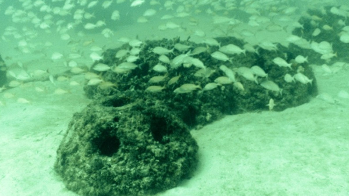 Já no fundo do mar, as cavidades viram abrigo para peixes enquanto organismos passam a ocupar a superfície, integrando o memorial ao habitat marinho. (Foto: Divulgação / Eternal Reef)