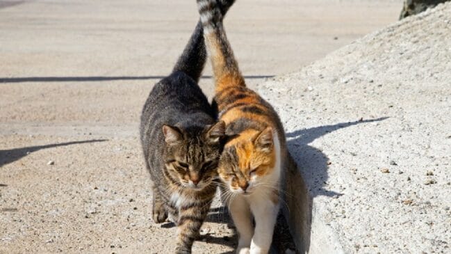 Syrus Cats
