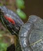 Sucesso dos anos 1990, tartaruga que virou febre na Espanha se espalha pelo país e hoje causa ameaça grave contra a fauna nativa em diversas regiões