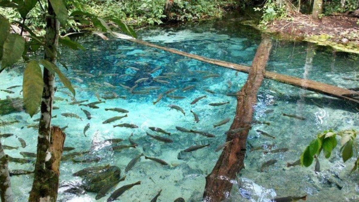 Rios cristalinos e biodiversidade atraem turistas para Nobres, em Mato Grosso