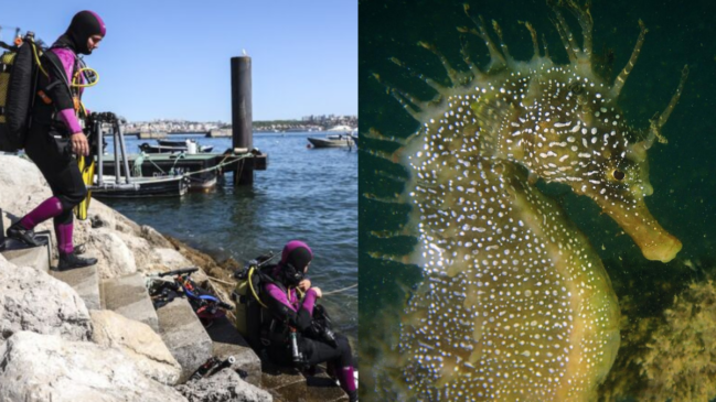 Montagem reúne mergulhadoras durante uma ação na frente ribeirinha de Almada e um cavalo-marinho encontrado nas águas da Trafaria (Fotos: Reprodução/Projeto CavALMar/Sylvie Dias)