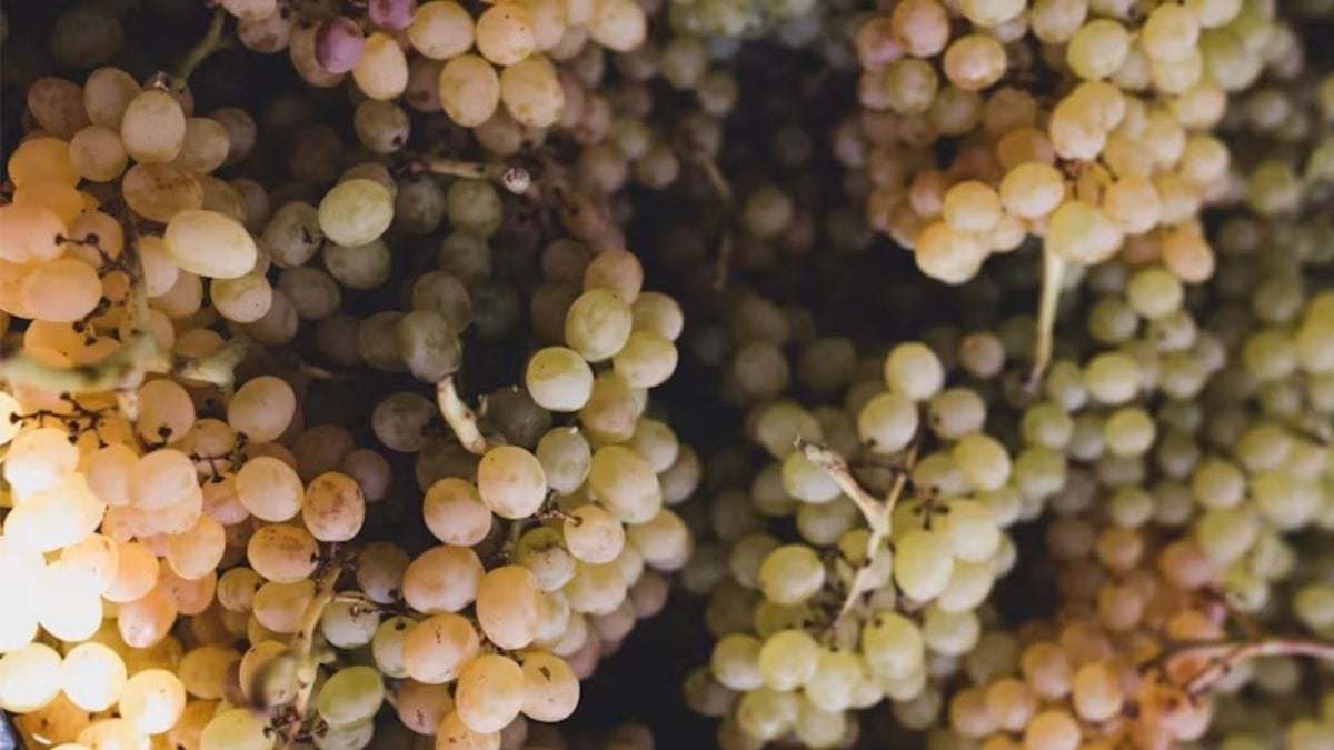 conservar uvas