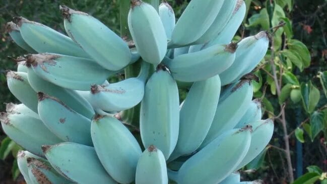Banana azul Blue Java (Foto_ Reprodução_Sociedade Internacional da Banana)