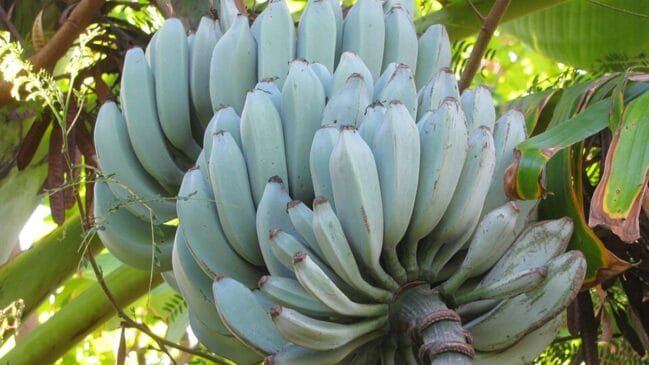 Banana azul Blue Java (Foto_ _Forest and Kim Starr_Wikimedia Commons)