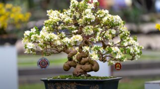 Bonsai Mini árvore (Foto_ Quang Nguyen Vinh_Pexels)