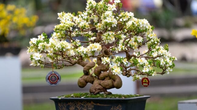 Bonsai Mini árvore (Foto_ Quang Nguyen Vinh_Pexels)