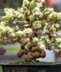 Bonsai: arte milenar transforma árvores em miniaturas que podem viver por centenas de anos, dar frutos e ser cultivadas dentro de casa