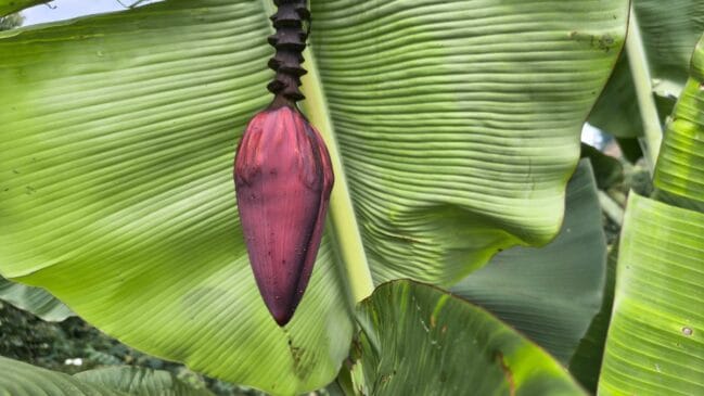 Coração da bananeira umbigo da bananeira (Foto_ Prashanti Nilam_Pexels)