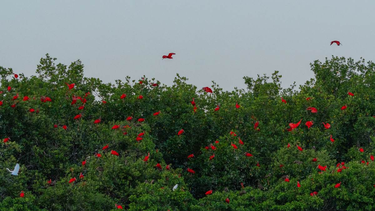 Delta do Parnaíba Delta das Américas (Foto_ Bruce Fotografia Lençóis)