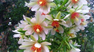 Flor Ora Pro nobis (Foto_ Ricardosdag_Wikimedia Commons)