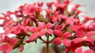Flor-da-fortuna Kalanchoe blossfeldiana (Foto_ বাক্যবাগীশ_Wikimedia Commons)