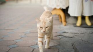 gatos