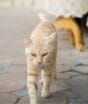 Deixar o gato sair de casa parece liberdade, mas os riscos podem custar vários anos de vida ao animal