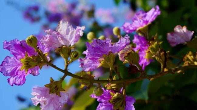 Lagerstroemia