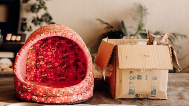 Gato caixa de papelão caminha (Foto_ juliane Monari_Pexels)