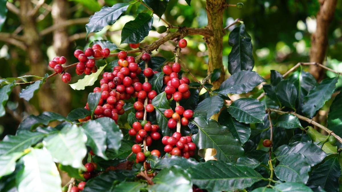 Guaraná (Foto_ 1500m Coffee_Magnific)