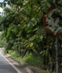 Saiba como recorrer de uma multa cobrada em via com placa escondida; veja as provas que funcionam