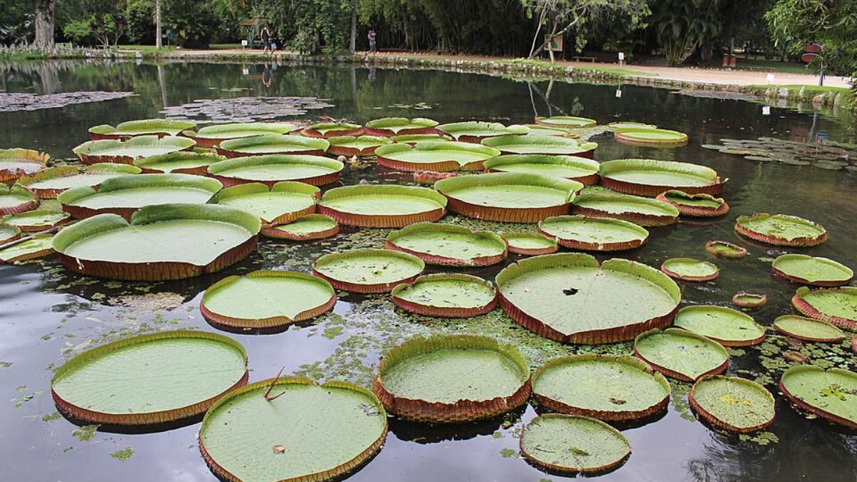 Jardim Botânico do Rio de Janeiro (Foto_ Rmparanhos_Wikimedia Commons)