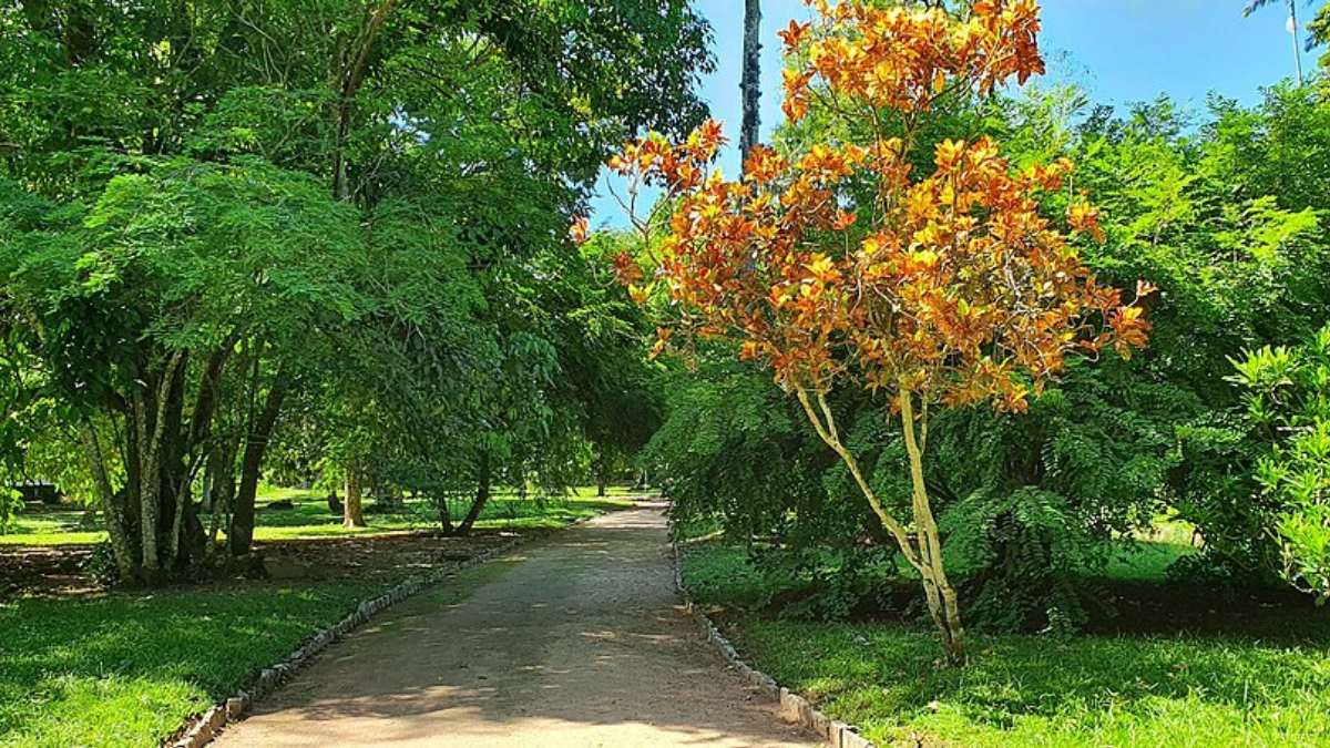 Jardim Botânico do Rio de Janeiro (Foto_ Tania Freire_Wikimedia Commons) (1)