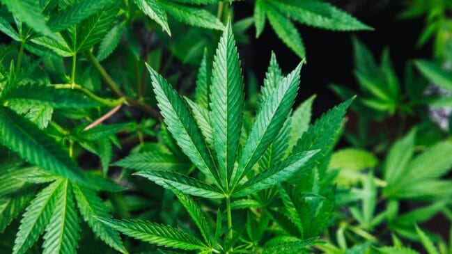 Maconha no aeroporto (Foto_ Rick Proctor_Unsplas)