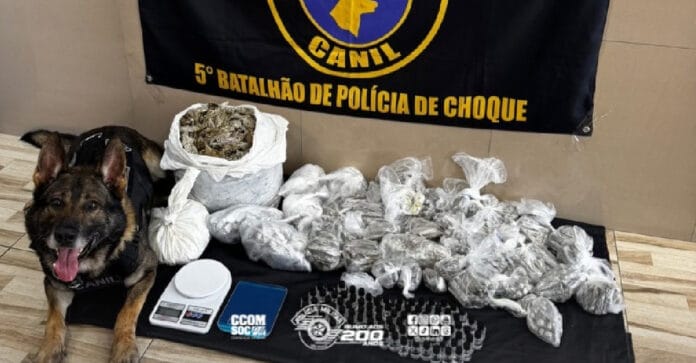 Odin é um cão pastor-alemão do canil da PM de São Paulo / Divulgação/PMSP