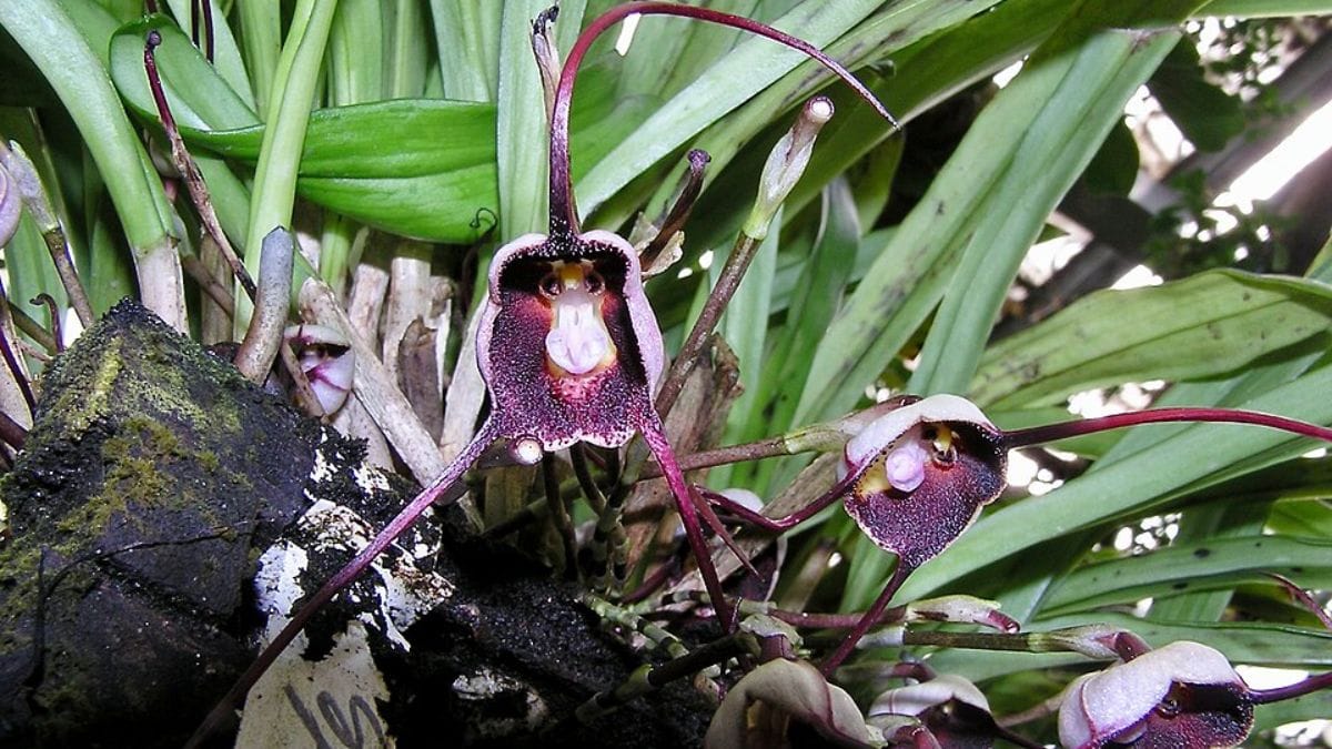 Orquídea Dracula (Foto_ NasserHalaweh_Wikimedia Commons)