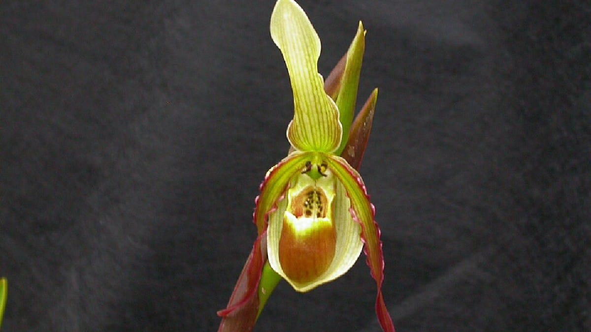 Orquídea Phragmipedium vittatum (Foto_ Dalton Holland Baptista_Wikimedia Commons)