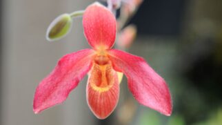 Orquídea brasileira (Foto_ Emil Mondoa_Pexels)