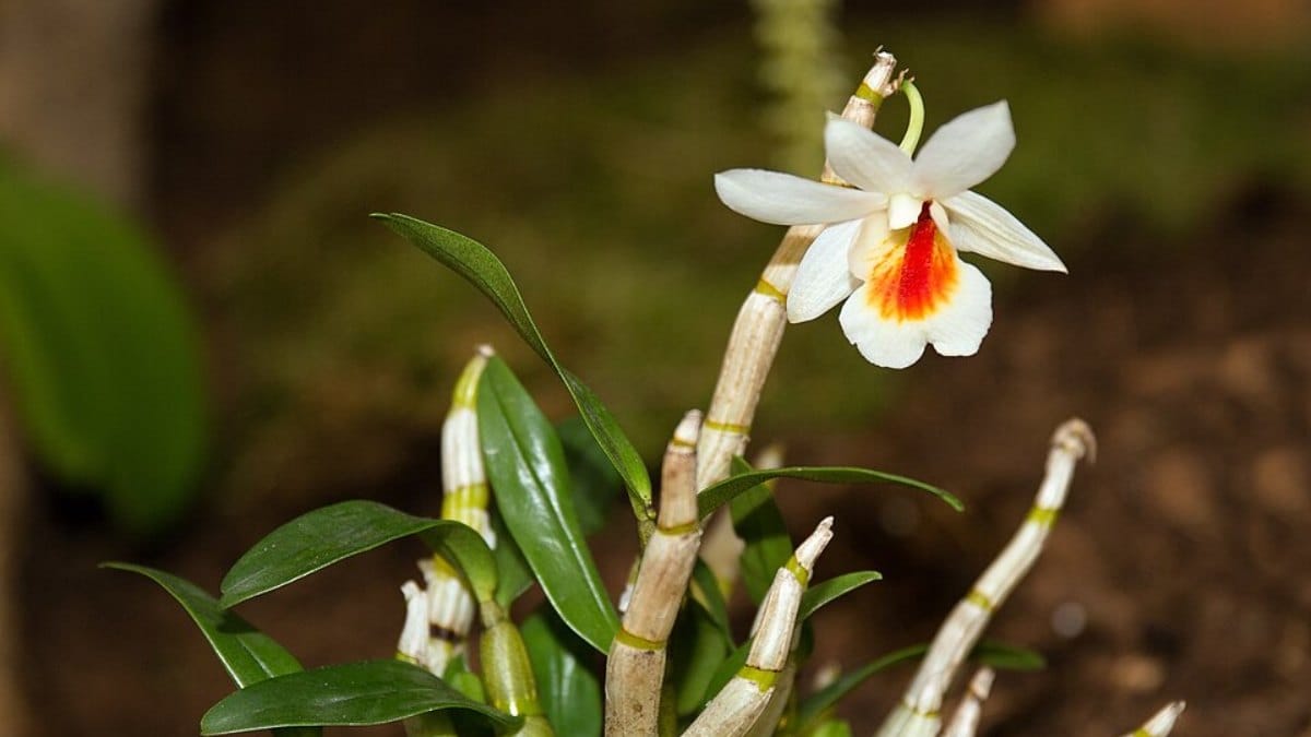 Orquídea da China Dendrobium sinense (Foto_ Manfred Werner - Tsui_Wikimedia Commons)